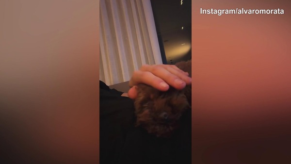 Como, le coccole di Morata per il suo cane
