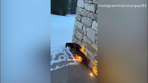 Moto Gp, i cani di Marquez si godono la neve
