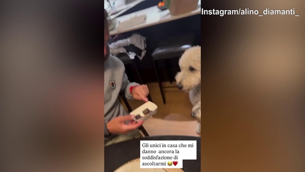 'Sfogo' Diamanti con i cani: "Siete gli unici che..."