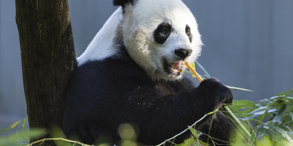 Il panda è salvo: non è più a rischio estinzione