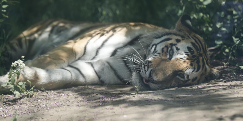 Indonesia, positive al Covid due tigri di Sumatra