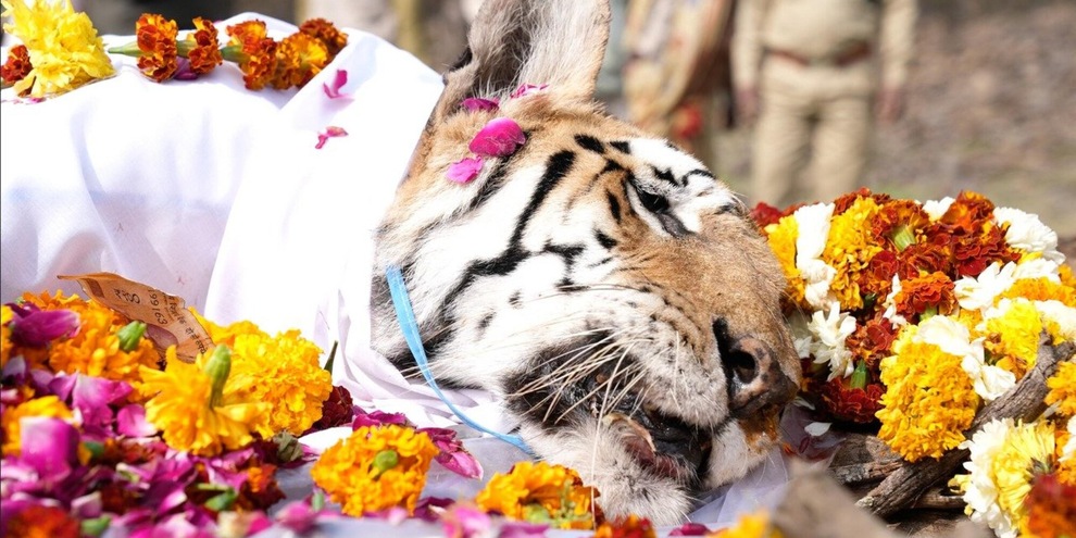 India in lutto: è morta la tigre Supermamma