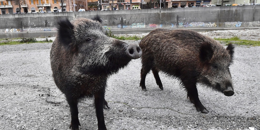 Roma, primo caso di peste suina: i provvedimenti presi