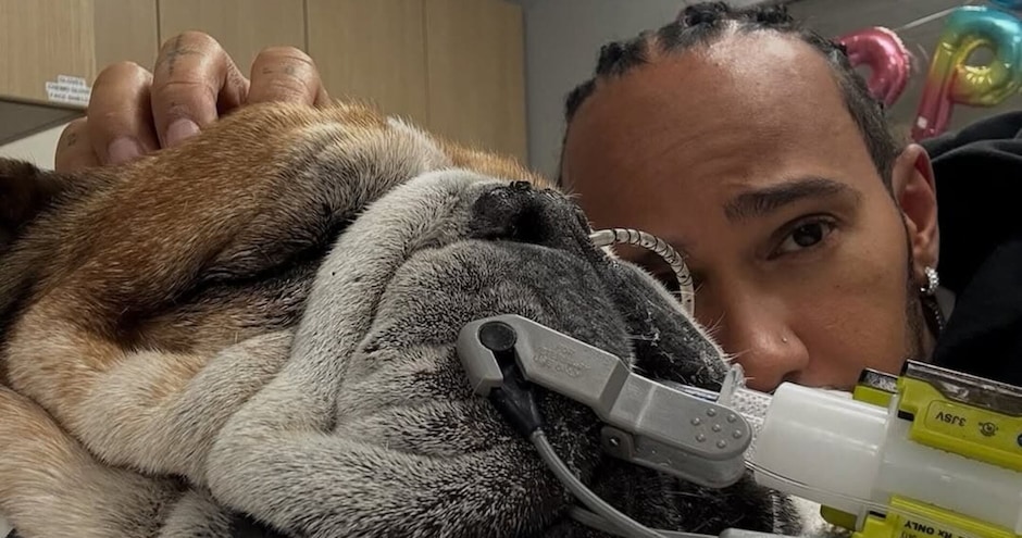 Hamilton salta i test con la Ferrari: il suo cane Roscoe è in coma