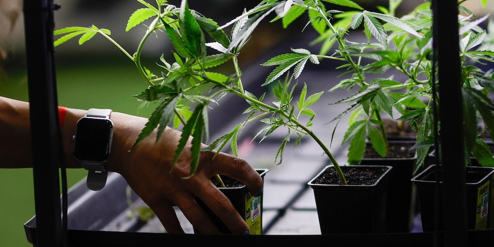 Marcia indietro su cannabis light, emendamento sarà ritirato
Marcia indietro su cannabis light, emendamento sarà ritirato