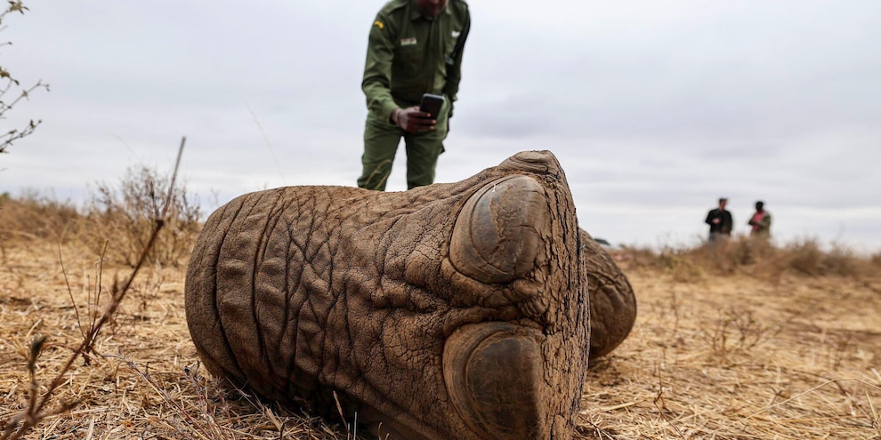 Elefanti avvelenati in Kenya, arrestati due agricoltori
Elefanti avvelenati in Kenya, arrestati due agricoltori