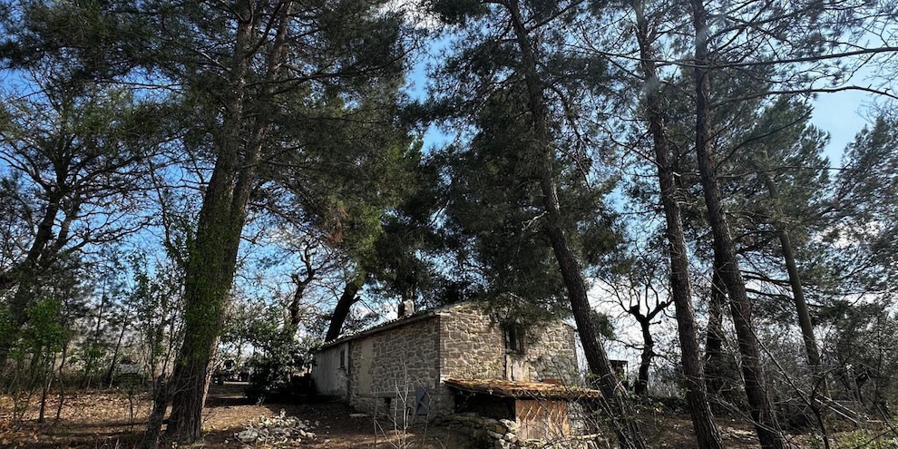Nuova assistente sociale per la famiglia del bosco
Nuova assistente sociale per la famiglia del bosco